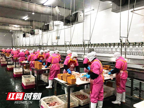 常德家禽产业龙头加速复工复产 50家省级以上农业企业引领行业复苏