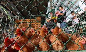 上海有条件恢复活禽交易，家禽市场迎来新阶段