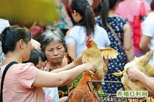 广东21地市规范活禽经营 划区与时间表全面实施