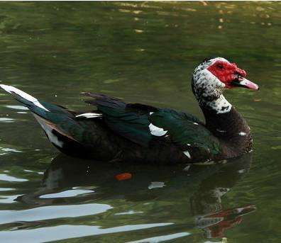 火鸭苗市场概况 批发价格、成本分析及优质孵化场推荐