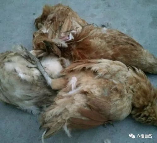 二哈竟敢去偷咬家禽，该纵容还是惩罚？