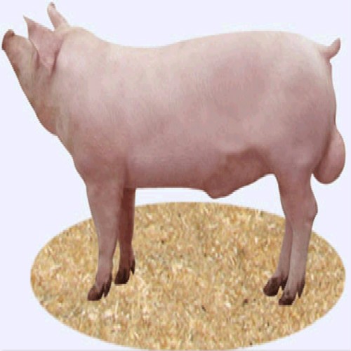 盐城市亭湖区城西大顺发家禽经营部——优质家禽的专业供应商