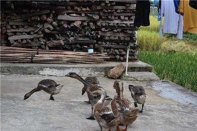 为什么农村人都喜欢养家禽？看完这些你就明白了