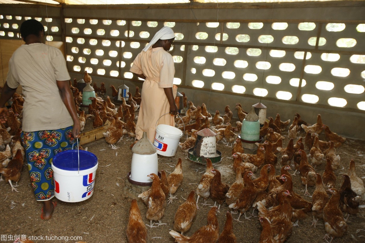 多哥Akepe天主教修道院家禽育种项目 社区可持续发展的典范