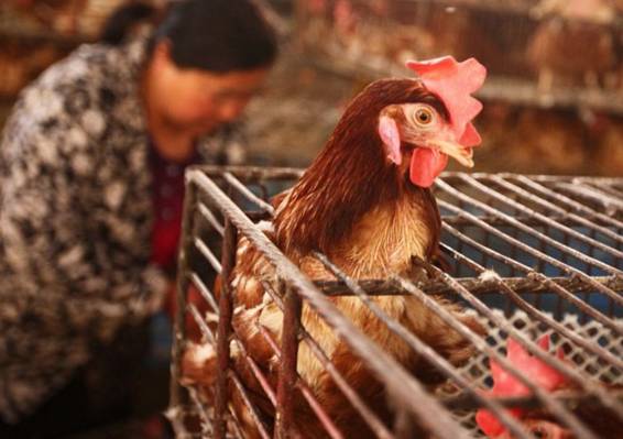 14年间全球禽流感感染人数揭秘 院士医博会解读家禽疫情趋势