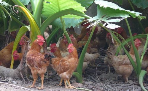 荒诞赌局背后的警示 莫让冲动盖过理性