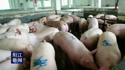 阳江市农业农村局开展节前农产品质量安全专项检查 重点保障家禽产品安全