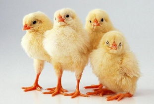 家禽养殖新方向 不用抗生素也能盈利的秘诀